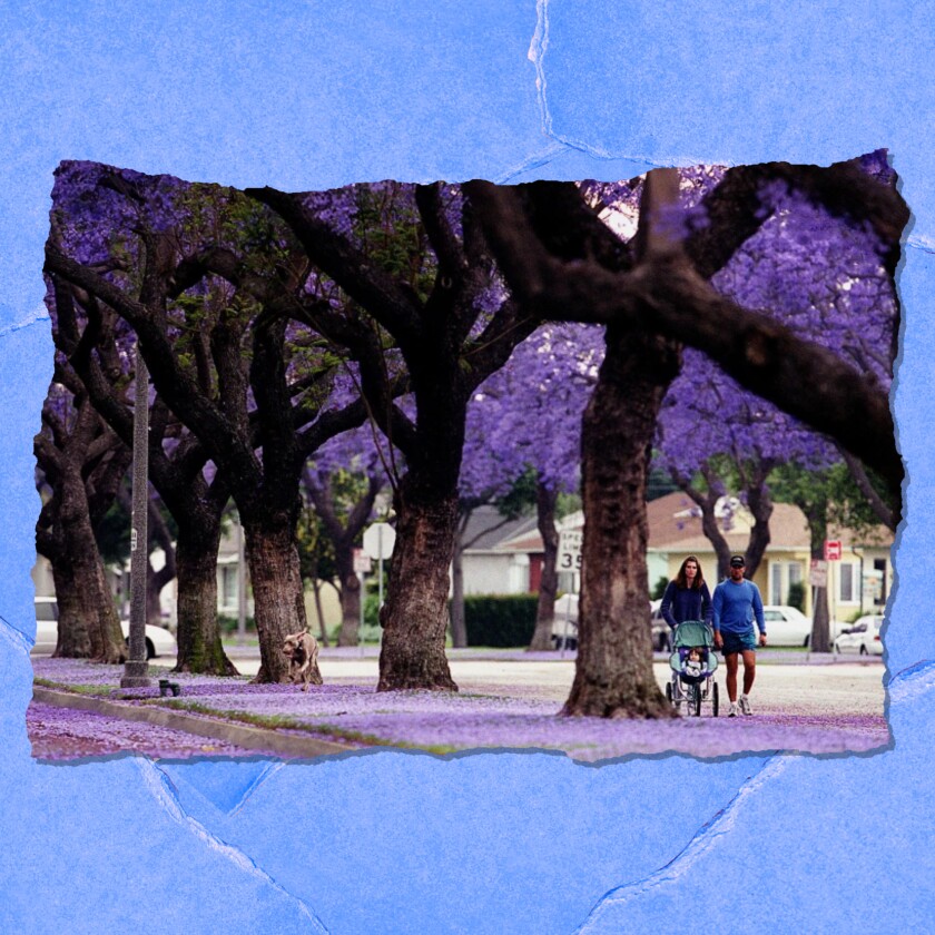 A man and woman push the stroller along the sidewalk beneath a canopy of heavy trees with flowers.