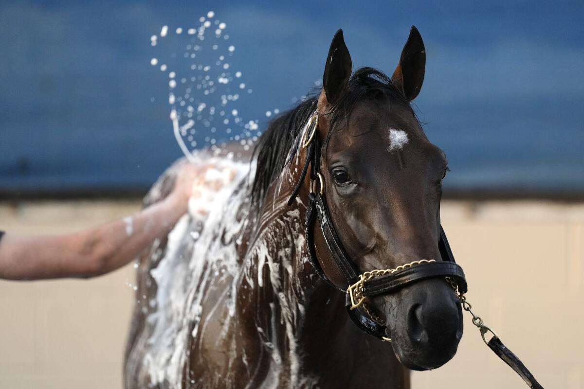 Kentucky Derby hopeful Catching Freedom gets a bath after a workout at Churchill Downs.