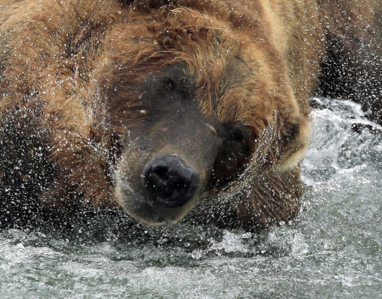 The coastal brown bears of Brooks Camp, Alaska