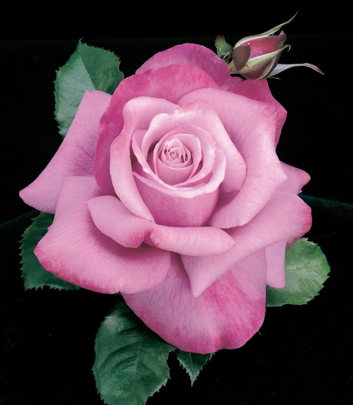 Tom Carruth created this long-stemmed deep lavender rose named “Barbra Streisand.” (Weeks Roses)