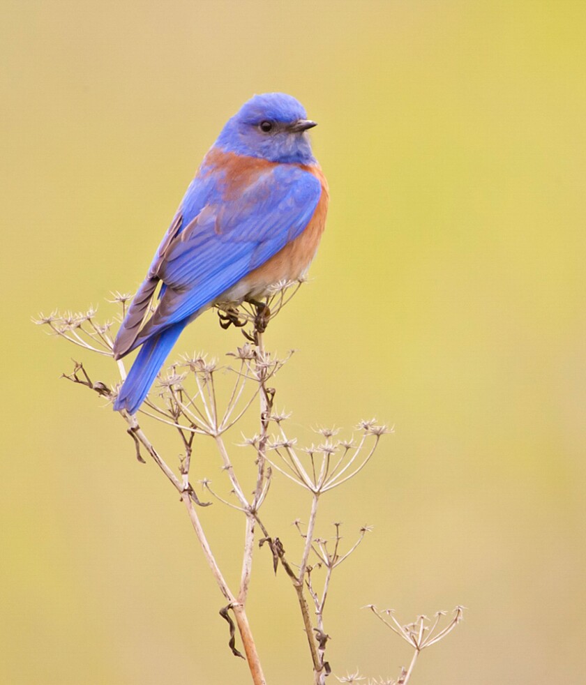 A Western bluebird thrives on insects and appears in open woodland habitats in the American West.