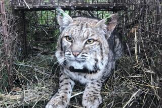 The body of B-372, an adult female bobcat, was found June 20, 2020, in Agoura Hills. Officials said she died from the effects of anticoagulant rat poisons.