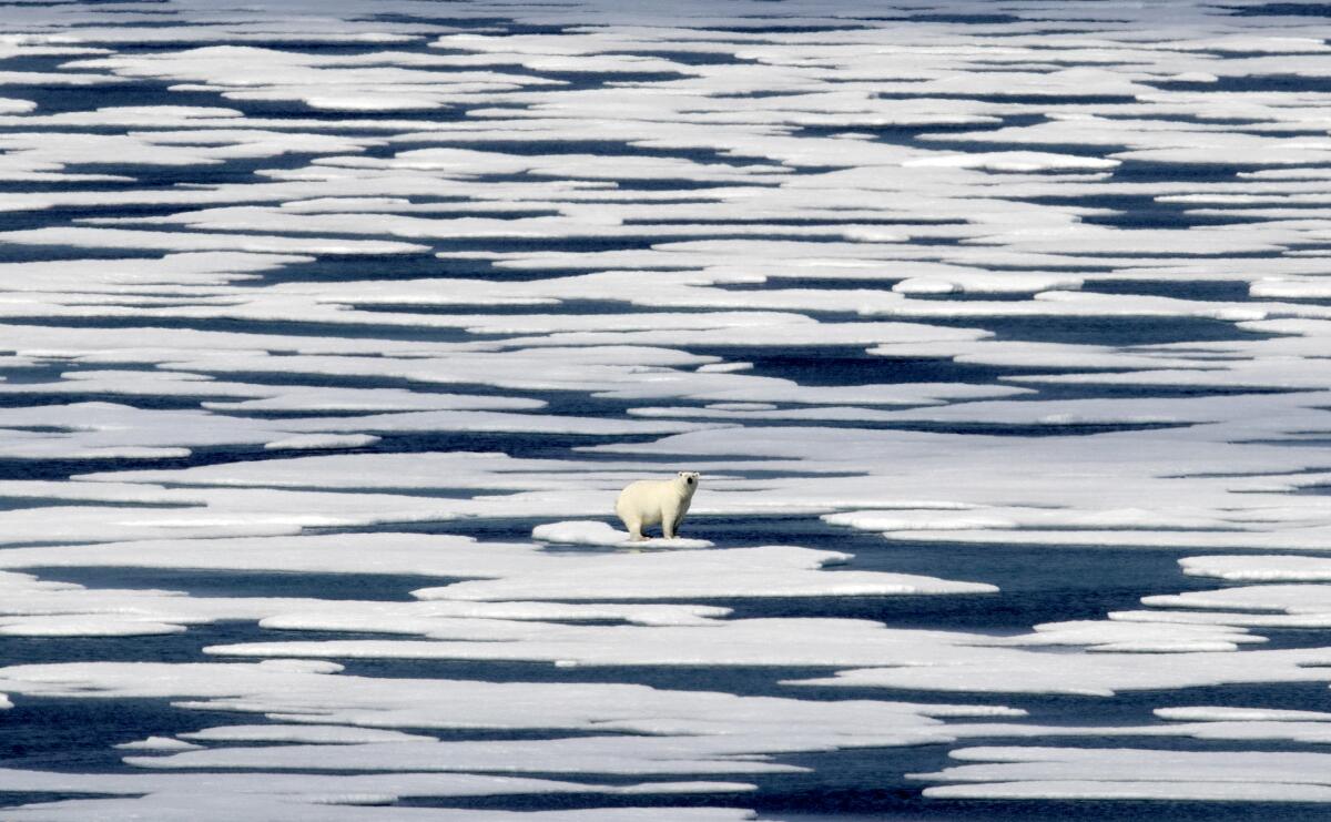 A polar bear stands on a piece of ice in the ocean.