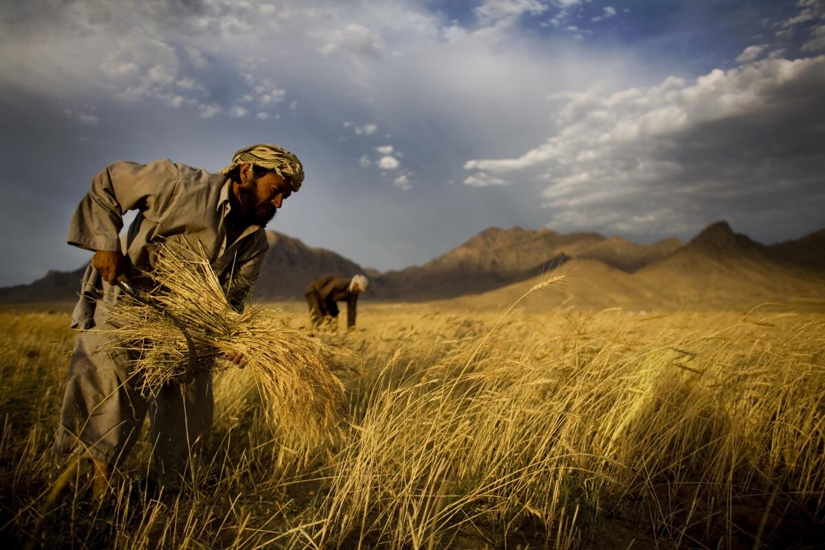 FILE - In this June 24, 2010 file photo, farmers harvest wheat outside Kabul, Afghanistan. (AP Photo/Dusan Vranic, File)