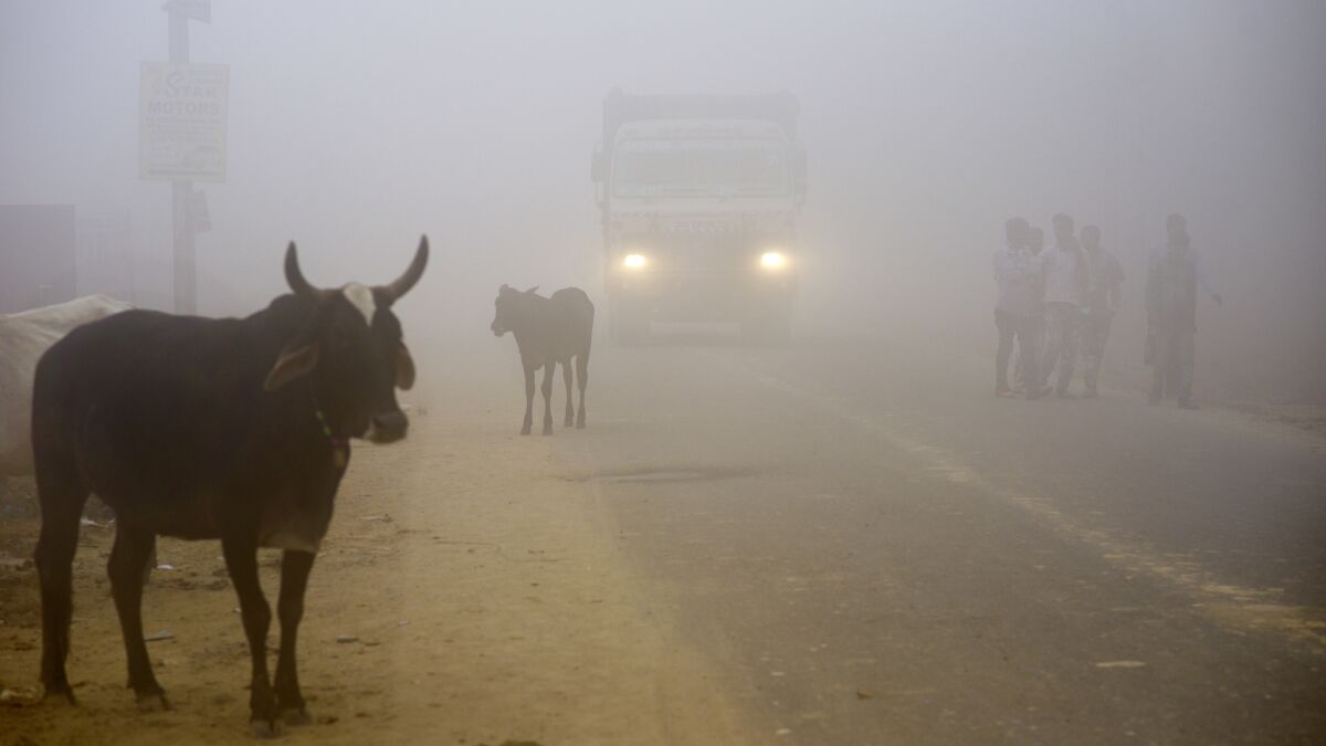 Animals as well as humans endured the smog in Greater Noida, near New Delhi.