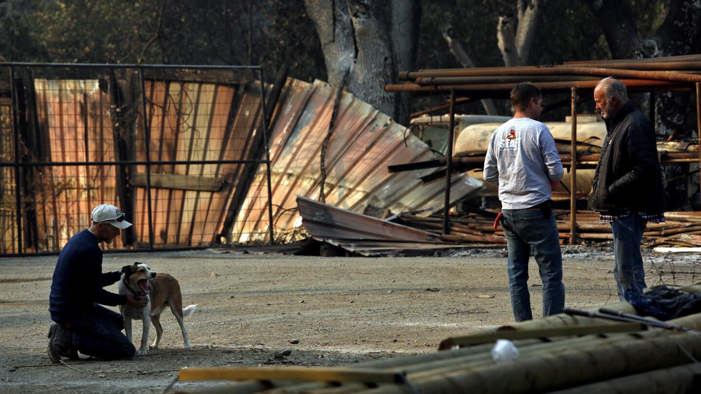 After fires razed their homes, wildlife park workers find relief caring for animals