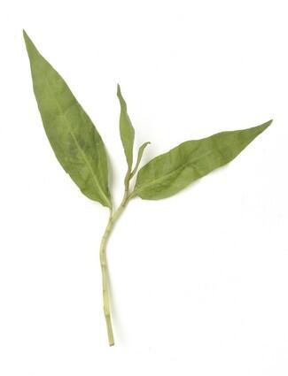 Vietnamese coriander