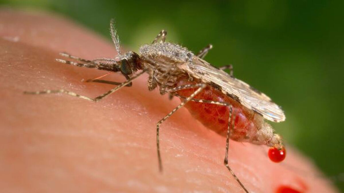 A female Anopheles stephensi mosquito feeds. Malaria is spread to humans by the bites of infected female mosquitoes.