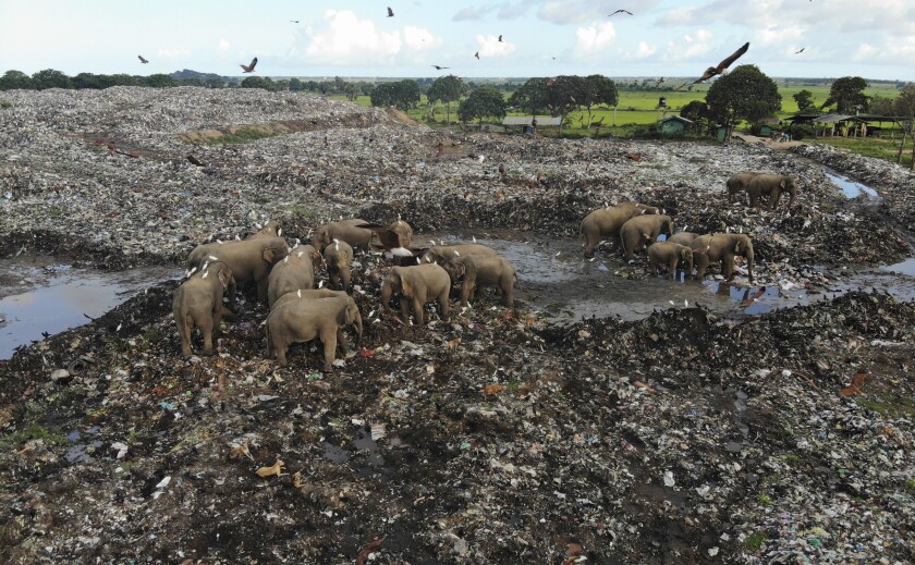 Wild elephants scavenge for food at an open landfill in Sri Lanka