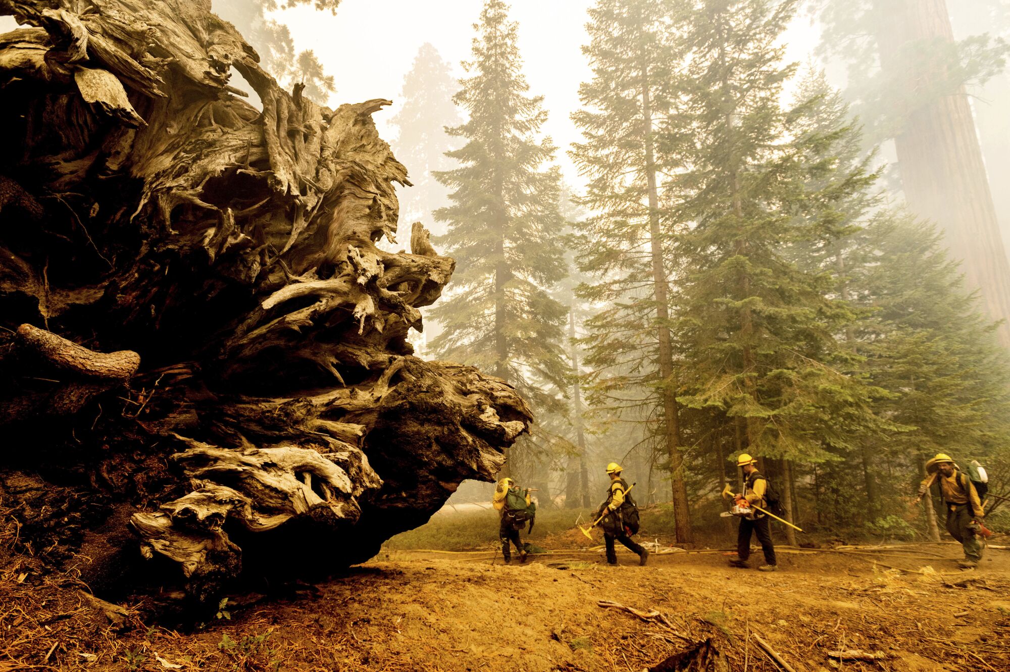 Firefighters battle the Windy fire in the Trail of 100 Giants grove of Sequoia National Forest.