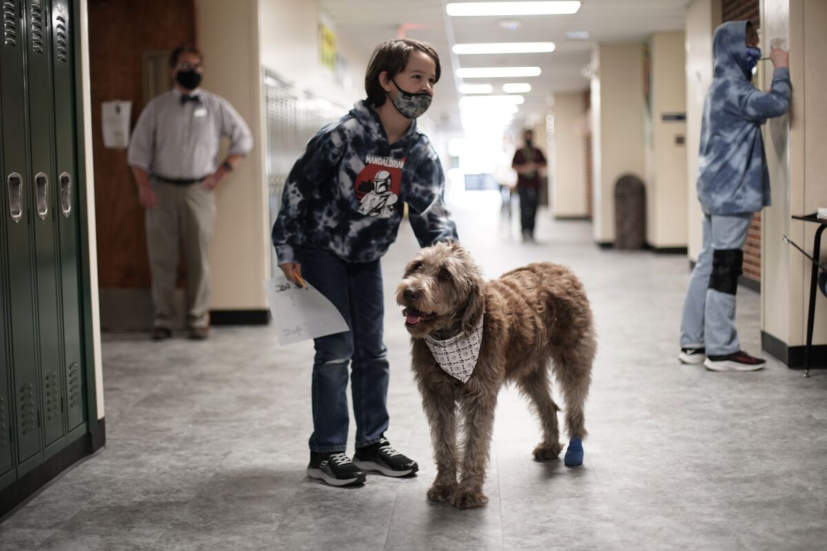 A student pets Wilson, a therapy dog, in a hallway at French Middle School, Wednesday, Nov. 3, 2021, in Topeka, Kan. The dog is one of the tools designed to relieve stresses faced by students as they return to classrooms amid the ongoing pandemic. (AP Photo/Charlie Riedel)