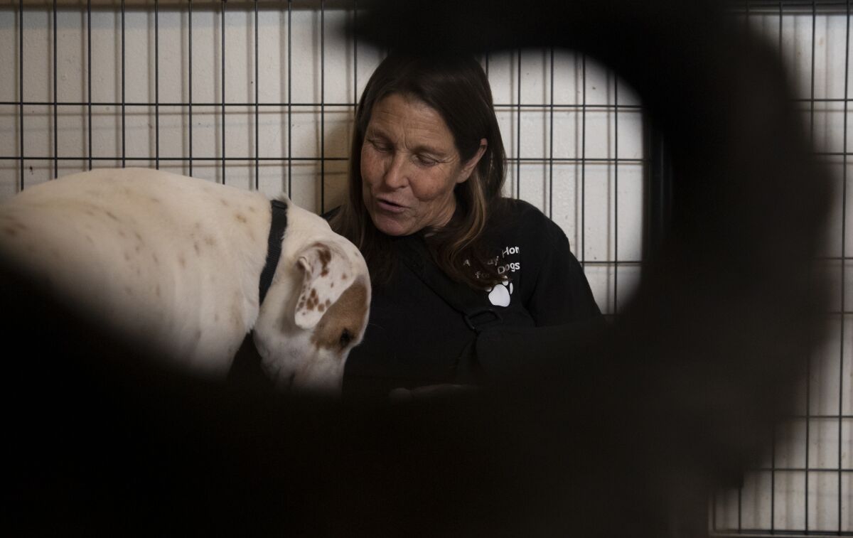 Babs Fry, shown working with a rescued dog at her Jamul ranch, has spent years helping people find their runaway dogs.
