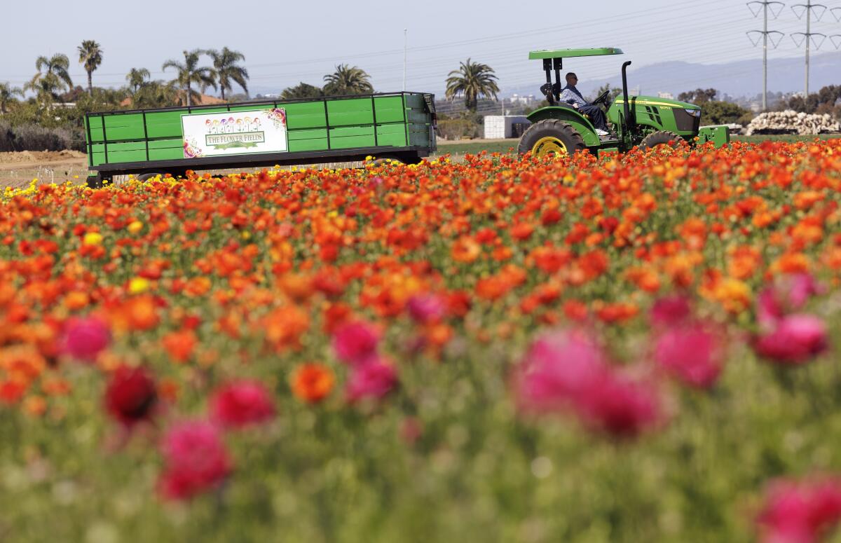 One of tractor-pulled wagon drivers practices his route at The Flower Fields at Carlsbad Ranch on Feb. 22, 2022.