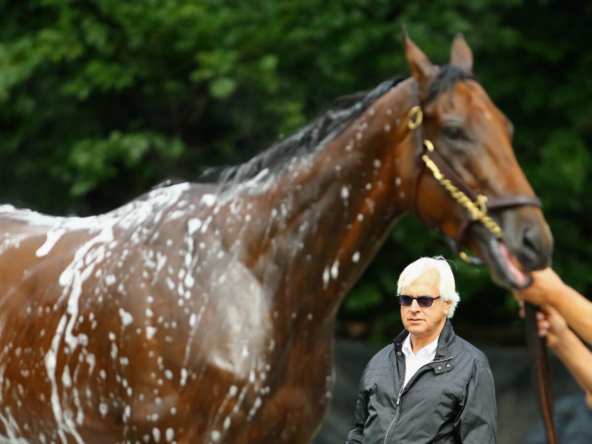 Head trainer Bob Baffert, looks on as American Pharoah gets bathed after training at Belmont Park on June 3, 2015 in Elmont, New York.