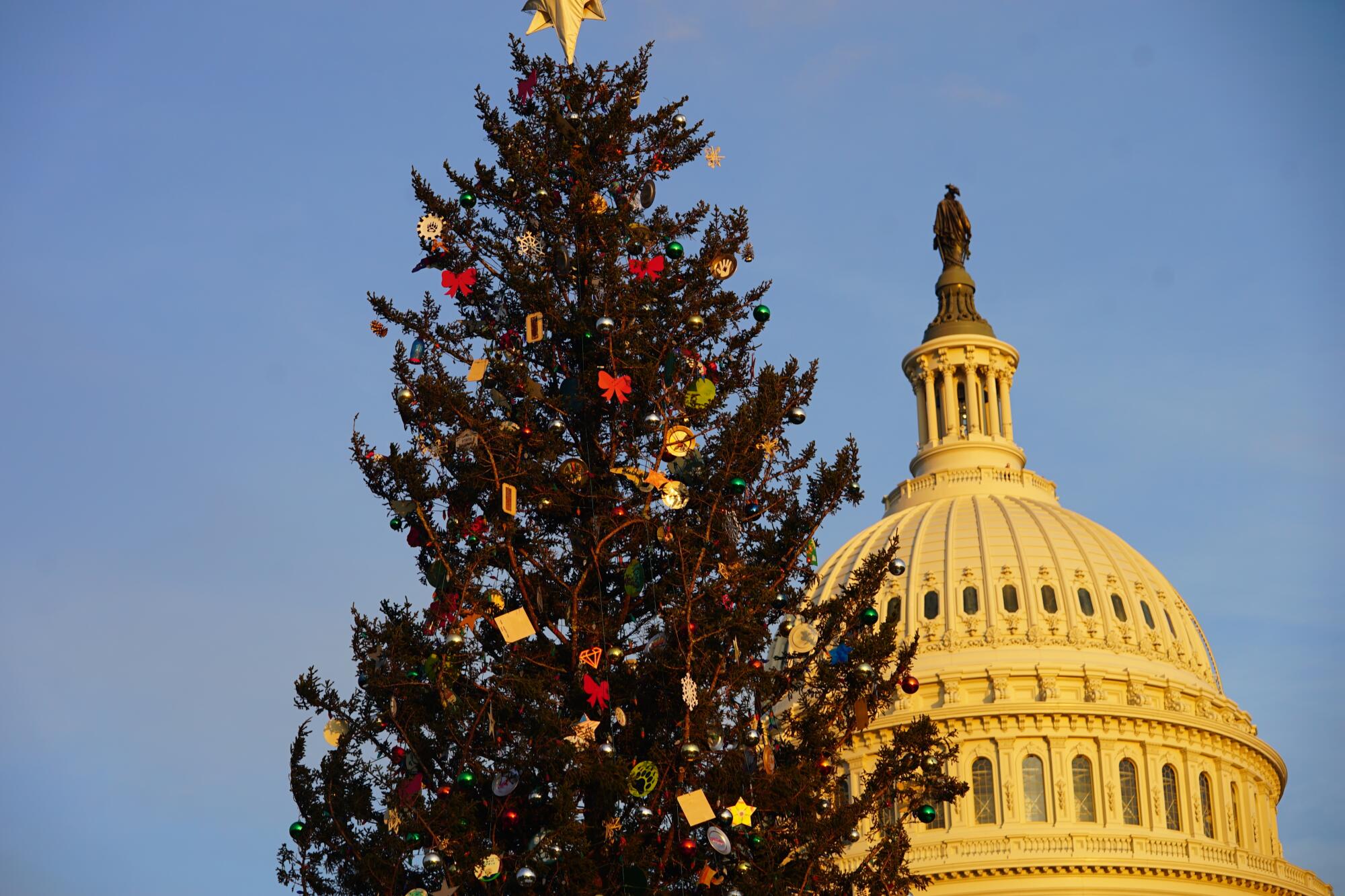An image of a Christmas tree with the U.S. Capitol dome in the background.