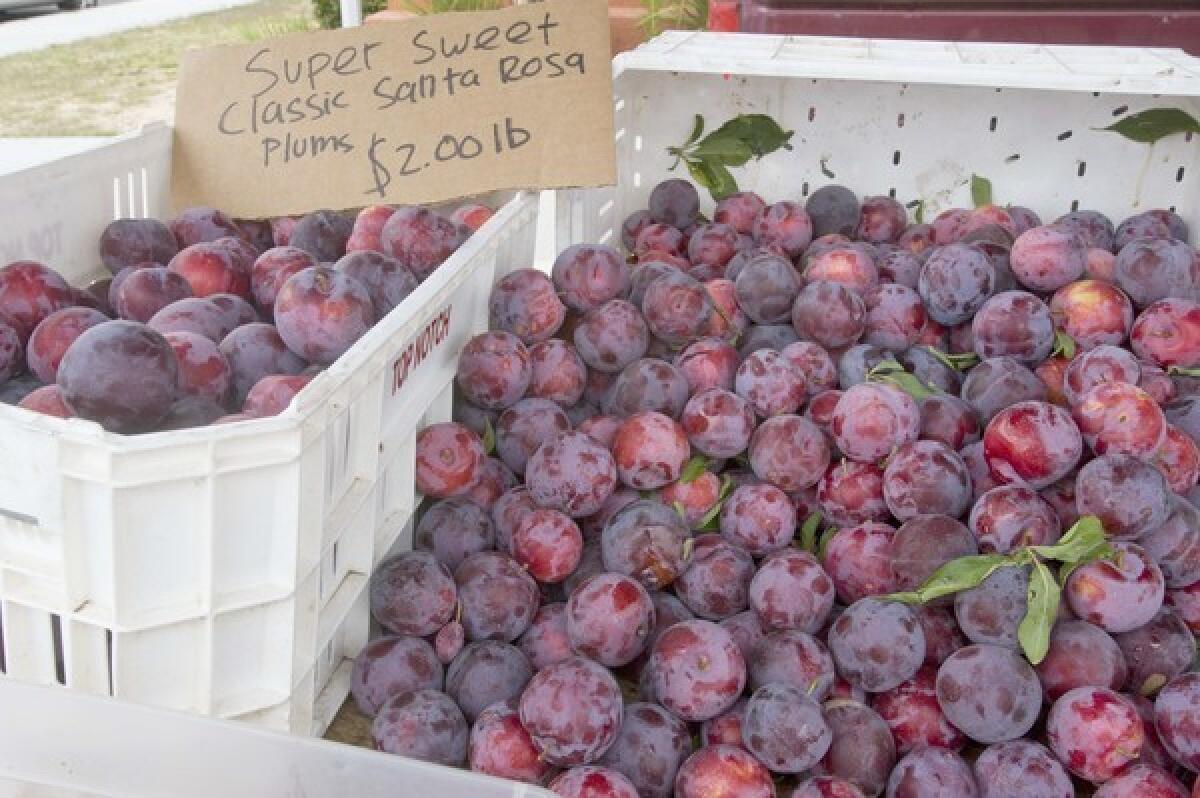 Santa Rosa plums grown by Ken Lee in Reedley, at the Hawthorne Del Aire farmers market.