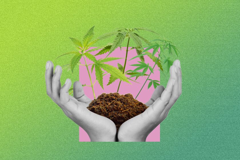 Graphic of hands holding soil with marijuana plants springing out of the soil.