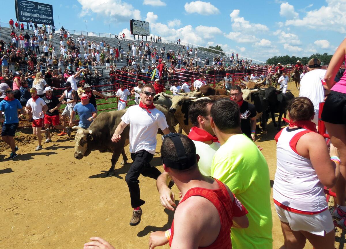 Participants run from bulls during The Great Bull Run at the Virginia Motorsports Park in Petersburg, Virginia, August 24, 2013.
