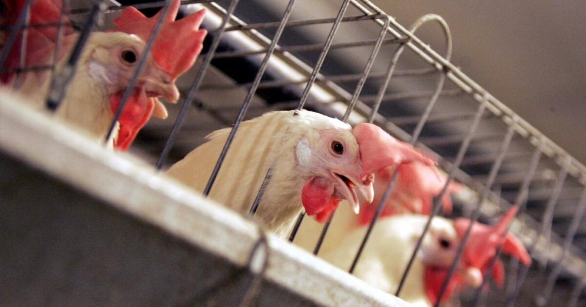 U.S. wants the EU to accept chemical-washed chicken as part of trade deal