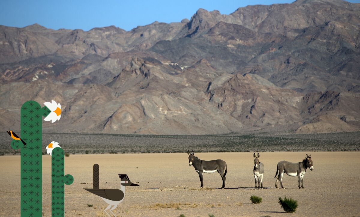 Three donkeys in the desert with an illustrated cactus, roadrunner and icterid.