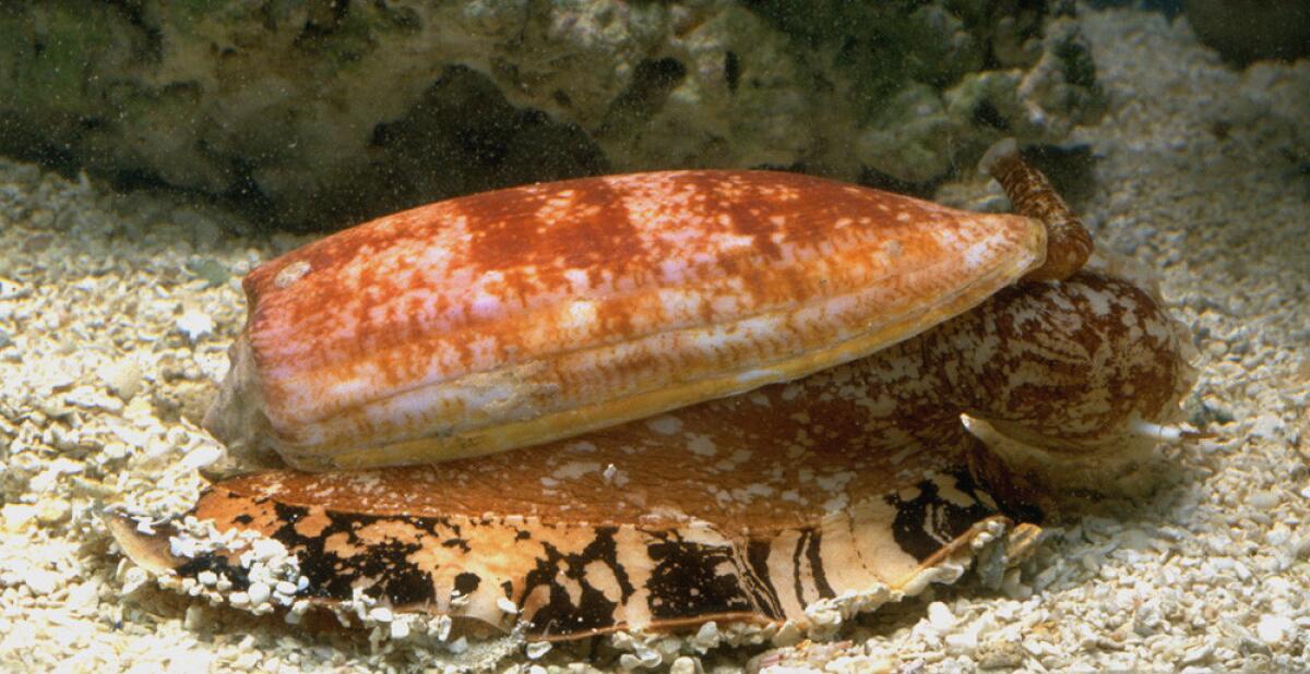 The ocean's deadliest predators are as un-sharklike as can be imagined. The slender, demure cone snail grows a maximum of 3 inches long, but it can kill a human with a single jab from its small, harpoon-like tooth. These snails specialize in hunting fish, and they have evolved a potent venom that shuts down nerve and muscle function in an instant.