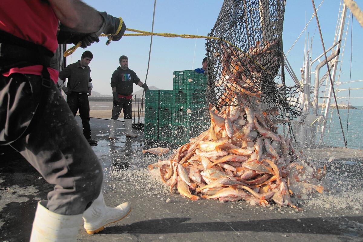 Iced fish from a trawler is dropped on a pier in San Felipe, Baja California. Researchers have seen steady, significant drops in a wide range of contaminants in fish.