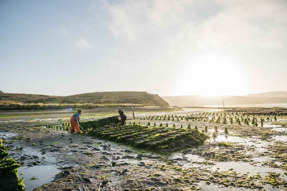 Two small figures of people working on an oyster farm with the sun setting on the horizon.