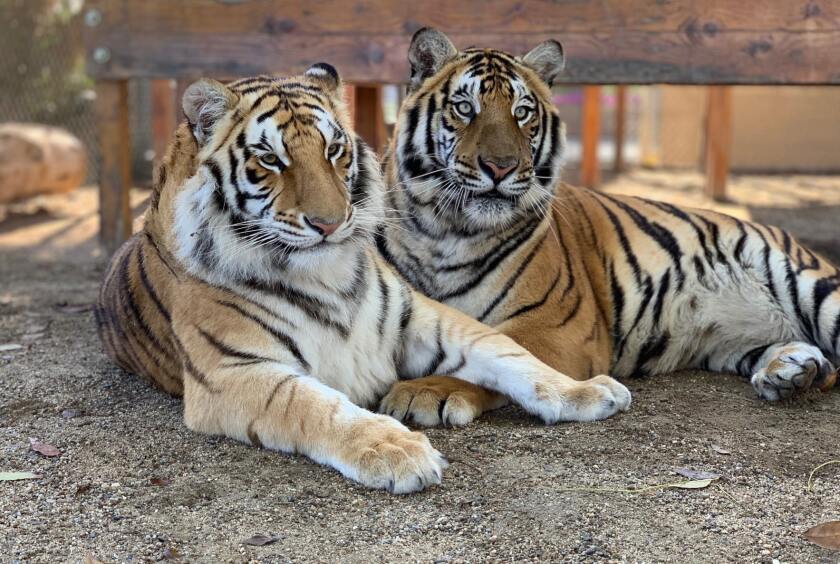 Bengal tigers Neil (left) and Karma at America’s Teaching Zoo at Moorpark College.