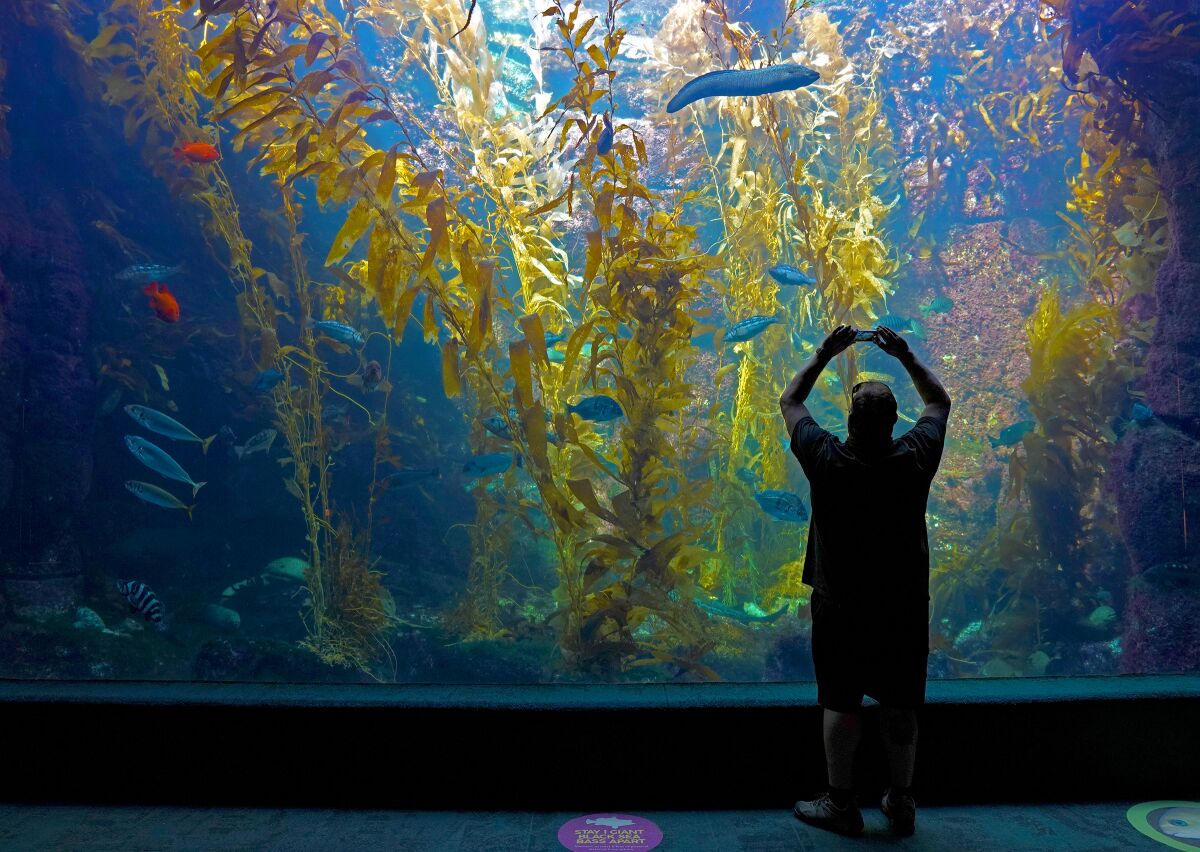 Un hombre toma una fotografía con su celular en el Birch Aquarium en el Scripps Institution of Oceanography