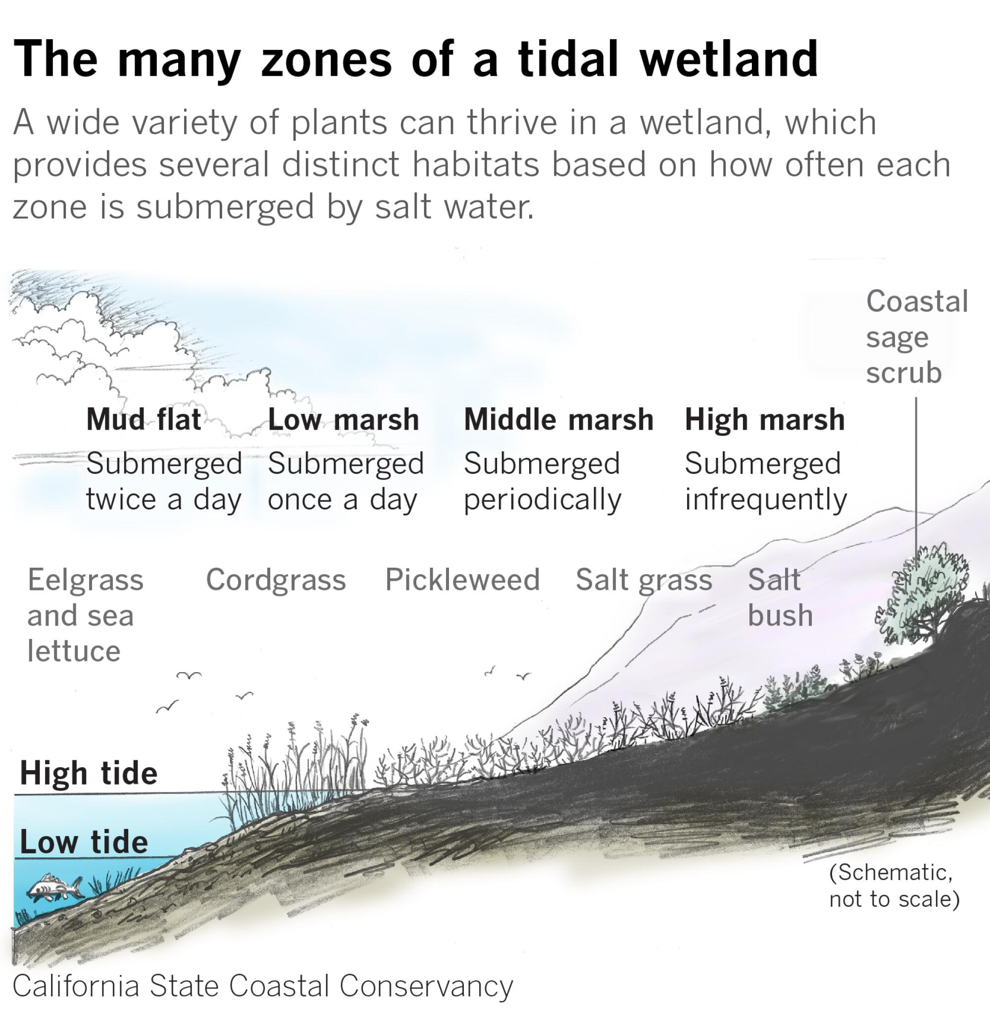 Zones of a tidal wetland: mud flat, low marsh, middle marsh and high marsh.