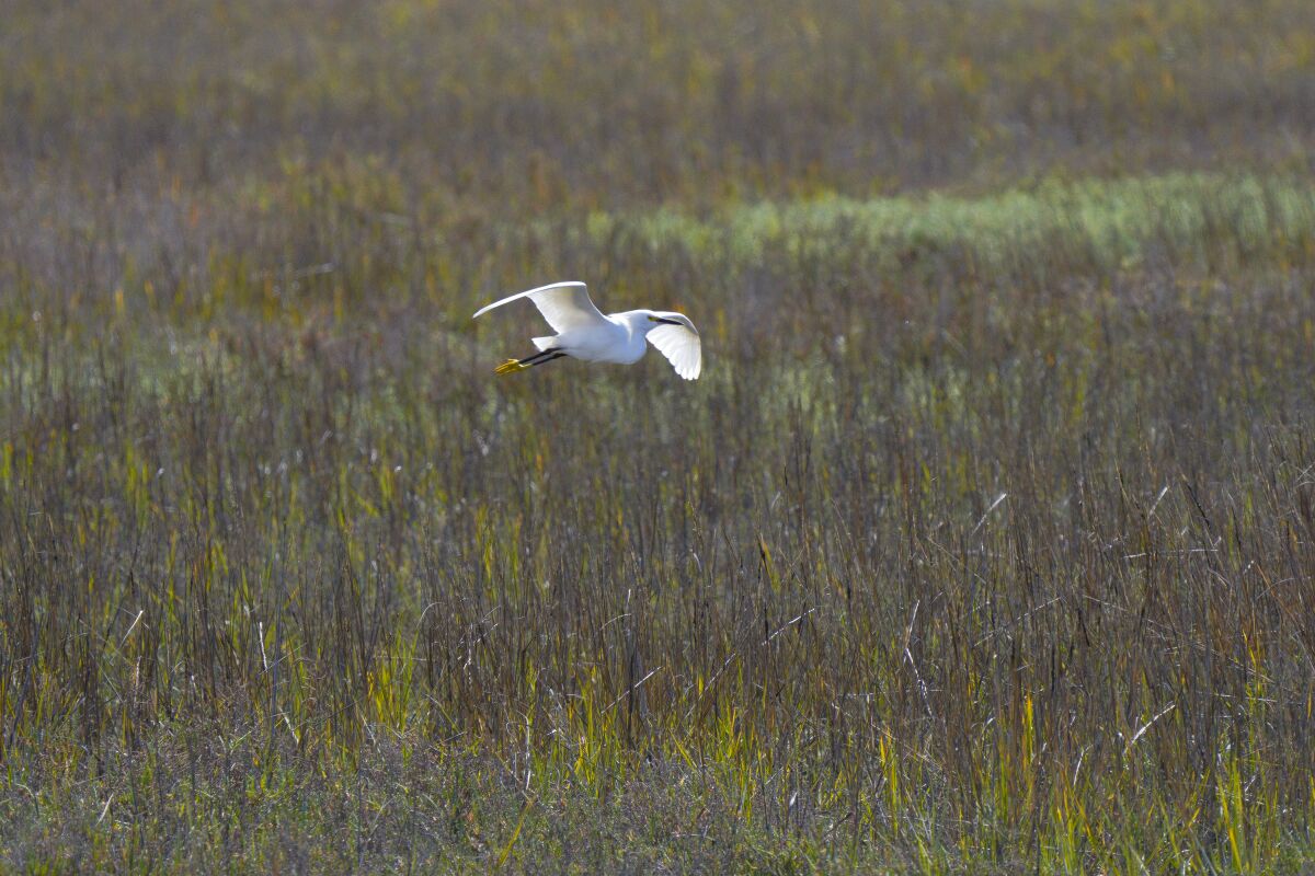 A Snowy Egret takes flight just above the the Tijuana Estuary in Imperial Beach 