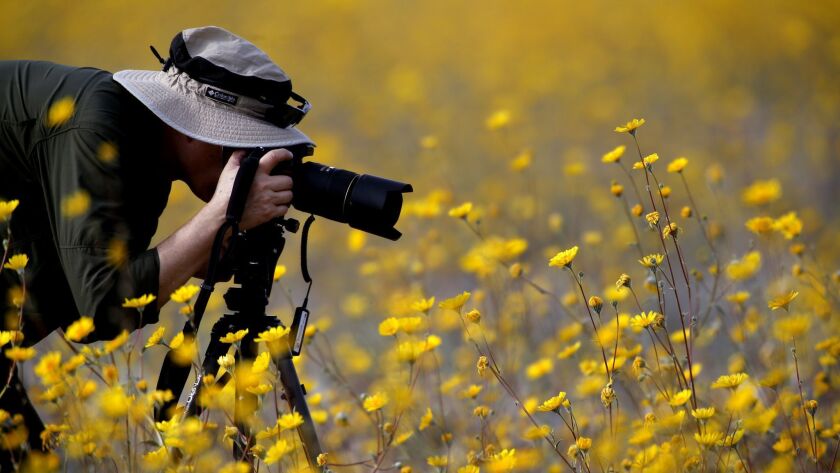 Desert sunflowers surround a photographer during a rare superbloom of wildflowers in Death Valley National Park in 2016. 