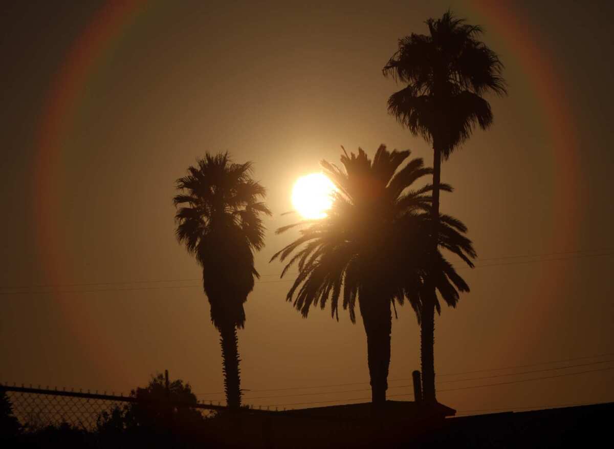 The sun shines through palm trees in San Pedro.