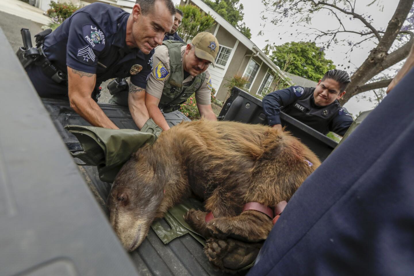 Bear captured