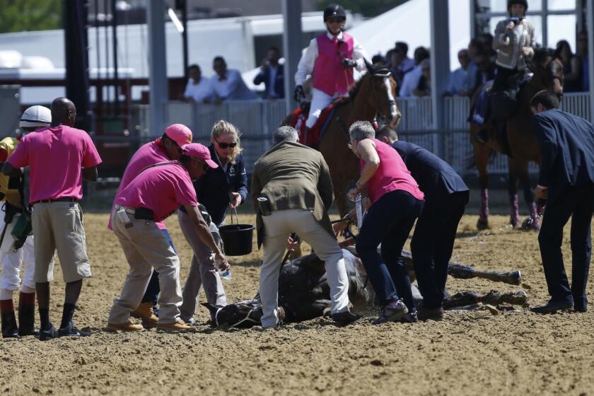 Officials tend to Congrats Gal after the horse collapsed on turn one after the eighth horse race at Pimlico Race Course, Friday, May 17, 2019, in Baltimore. (AP Photo/Lauren Helber)