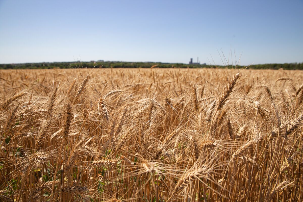 A wheat field just west of Luhansk, Ukraine