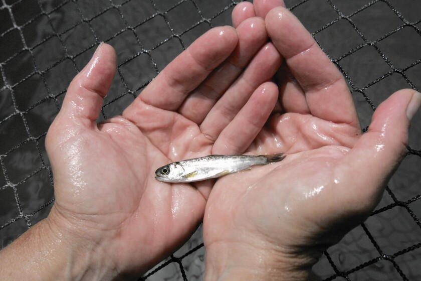 A biologist holds a smolt, a younger version of a chinook salmon, in Vallejo, Calif. in 2009.