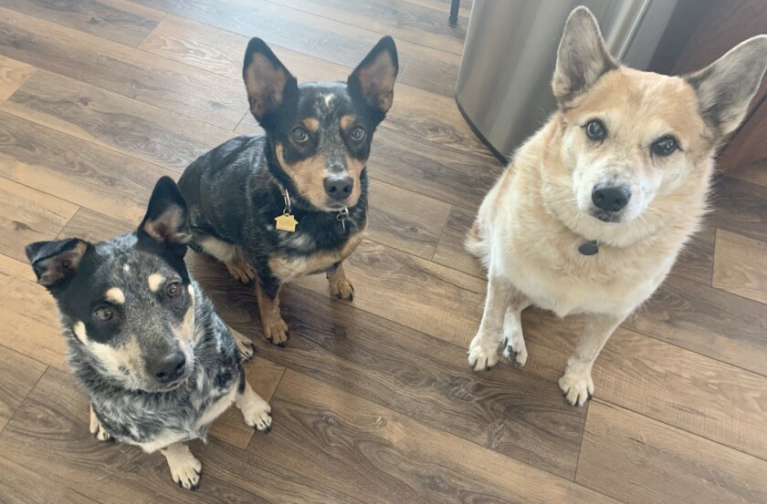 The three Australian cattle dogs the Craddock family adopted from The Barking Lot are, from left, Fen, Snicks and Luke.