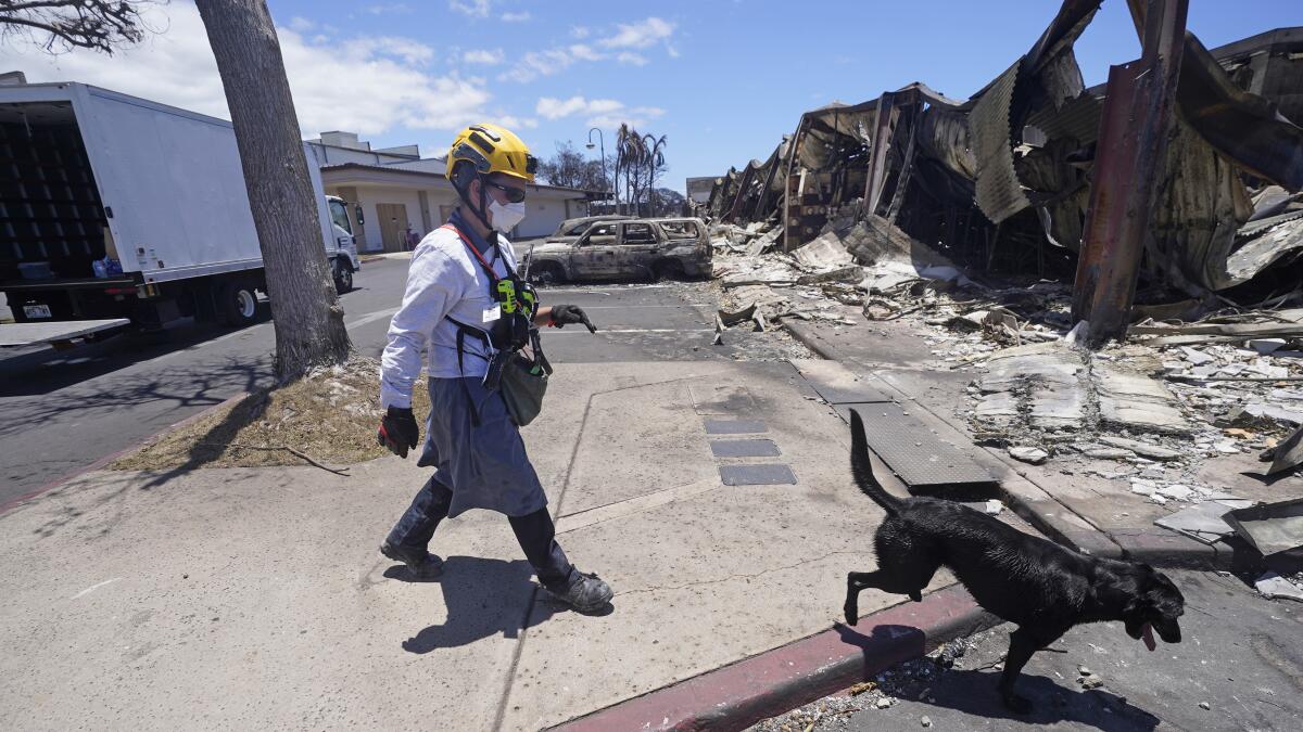 A member of a search and rescue team walks with a cadaver dog.