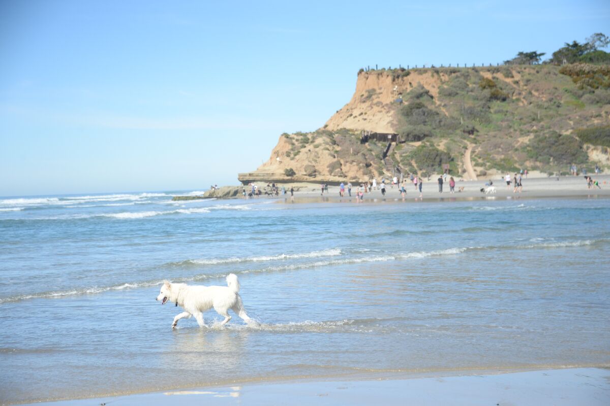 Dogs aren't afraid to play in the calm waters of Del Mar Dog Beach.