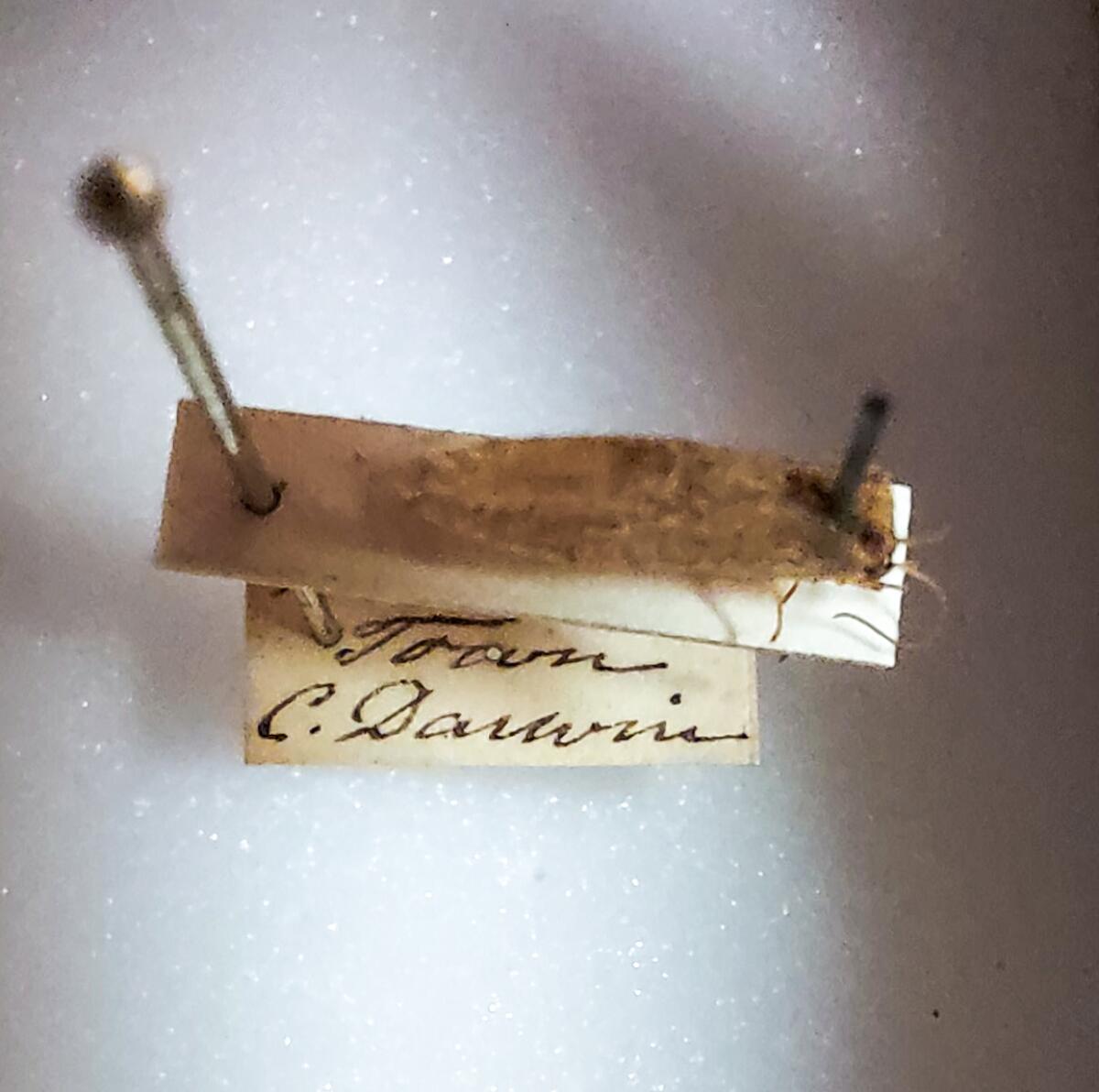 This brown lacewing insect at the San Diego Natural History Museum was collected by Charles Darwin.