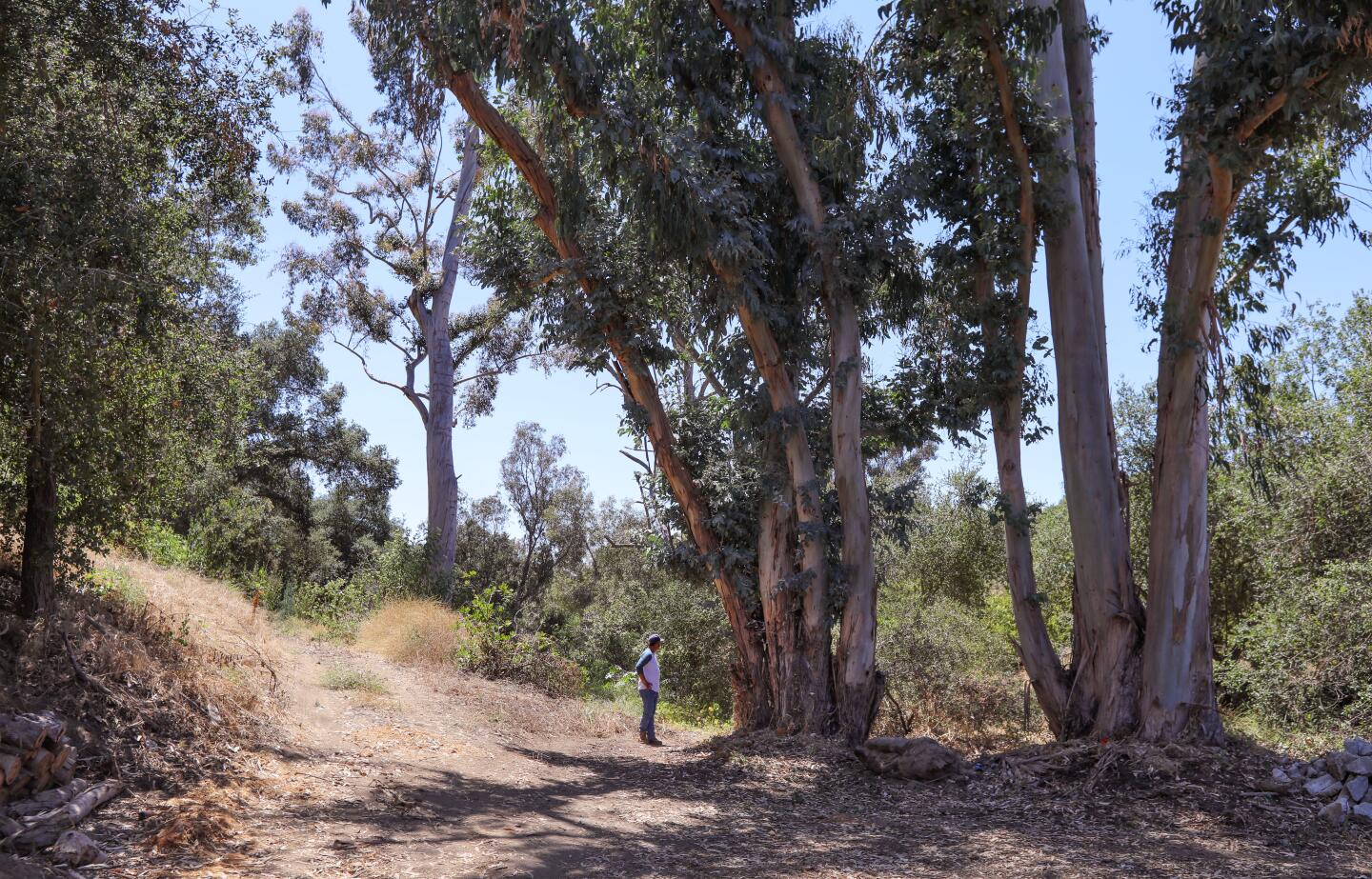 Richard Viles walks among large Eucalyptus trees at Sand N' Straw Community Farm. He owns the farm with his wife April.