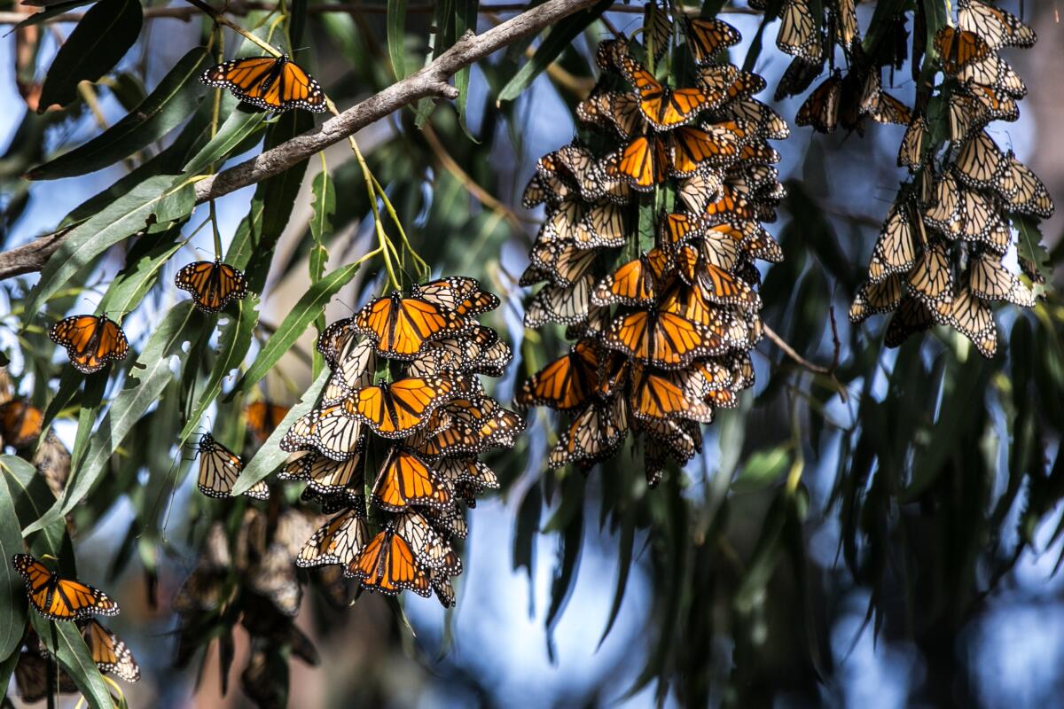 Monarch butterflies gather in eucalyptus trees.