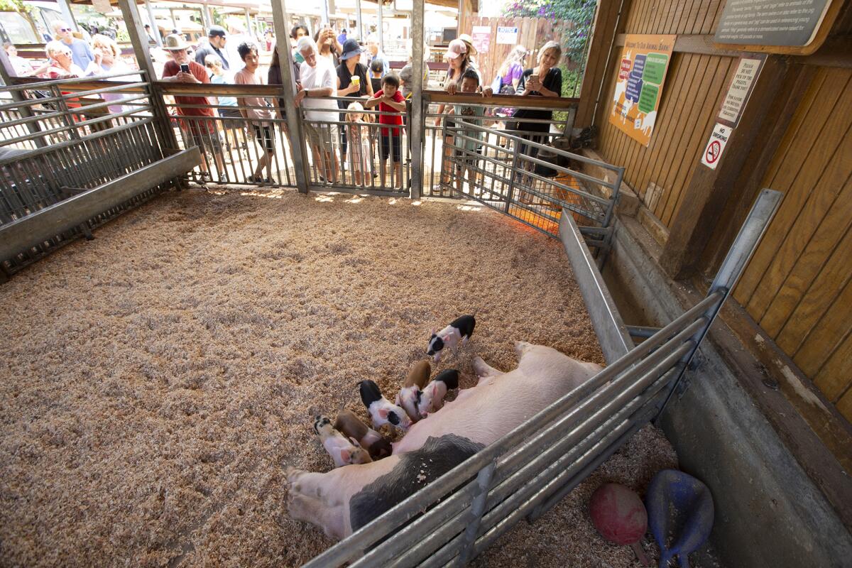 A crowd gathers to watch 5-day-old piglets suckle from their mother, June, a Yorkshire mix, during the O.C. Fair on Friday.