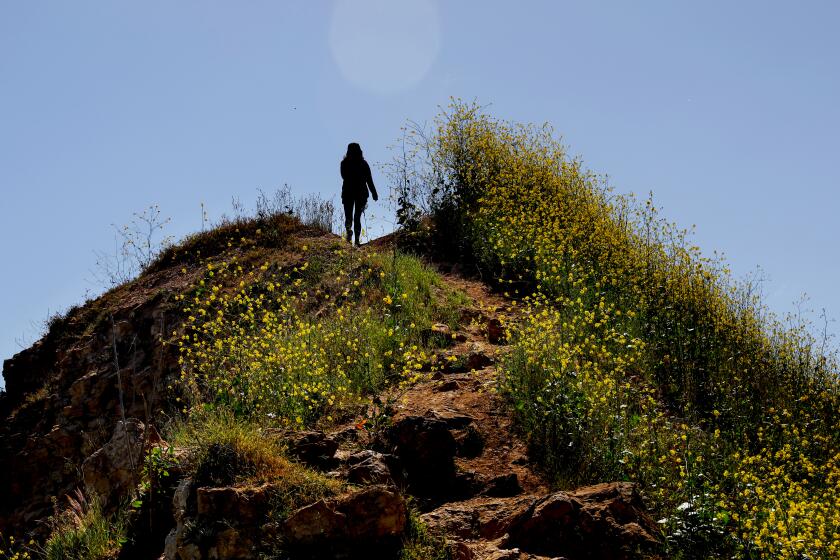 RANCHO PALOS VERDES-CA-MAY 1, 2023: Pedestrians walk amongst the wildflowers in Rancho Palos Verdes on May 1, 2023. (Christina House / Los Angeles Times)