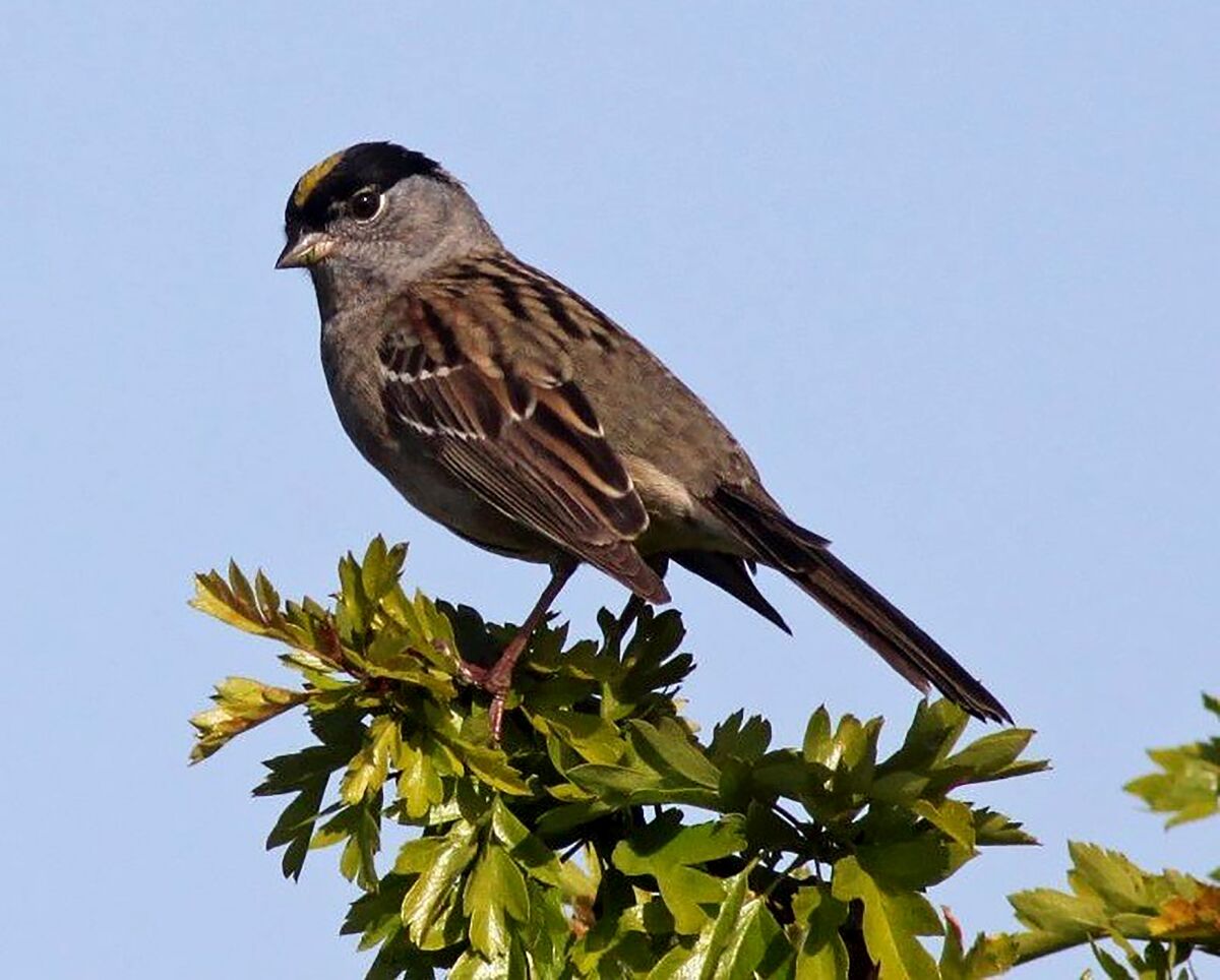 Golden-crowned sparrows like this one usually sing in only one dialect. A researcher in Alaska found one that was bilingual.