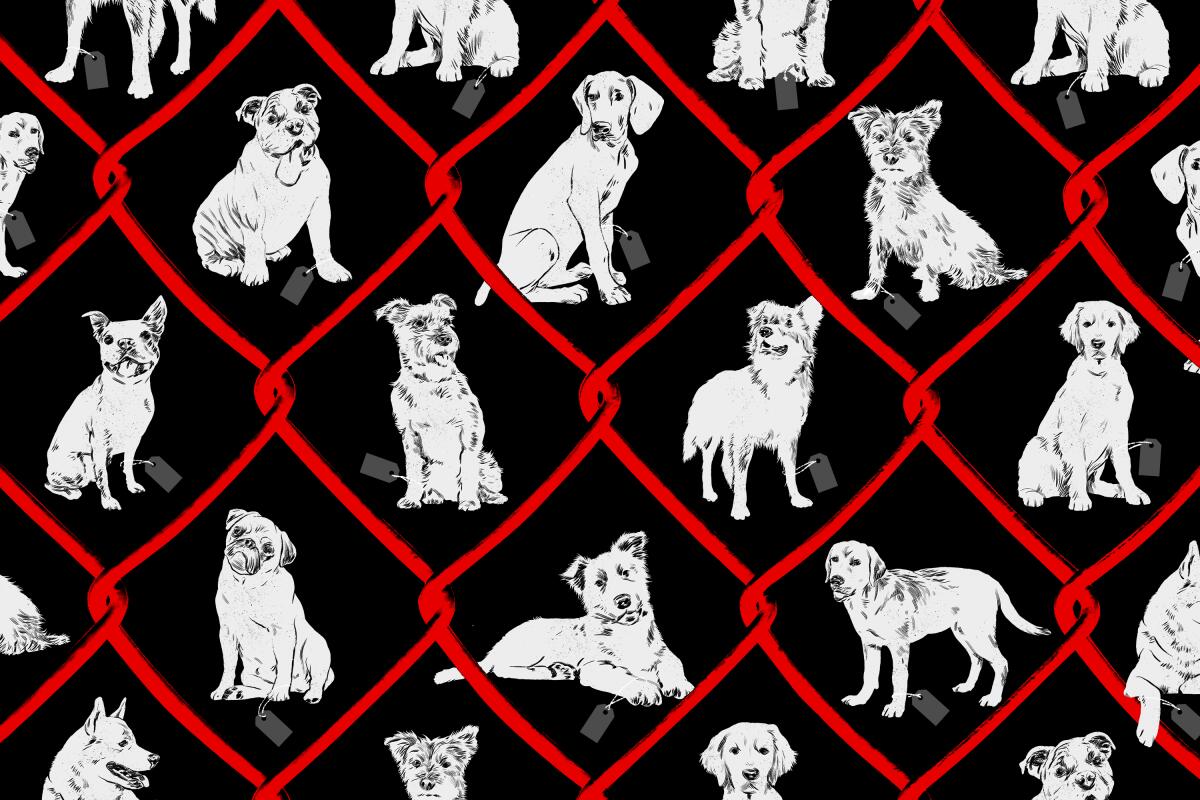 Illustration of dogs framed by the diamond shapes of a chain link fence