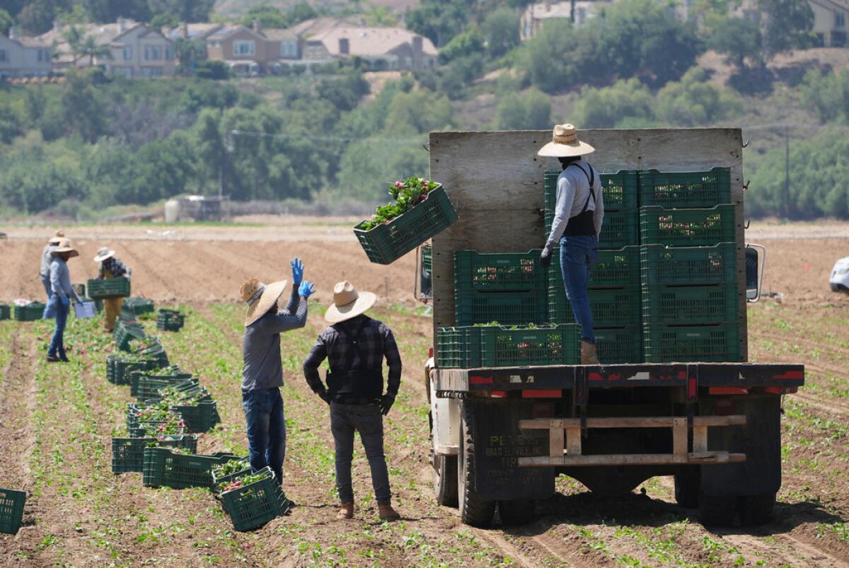 ARCHIVO - Trabajadores agrícolas recogen