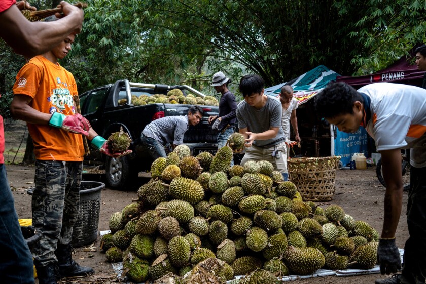 Decades ago, he stole a tree branch. Now he is the Durian King - Los  Angeles Times