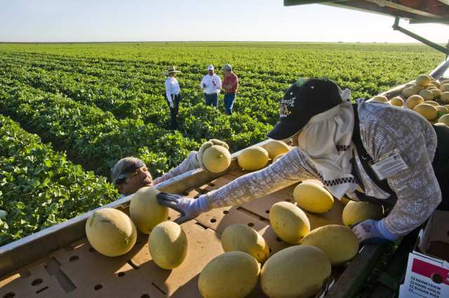 Melon harvest